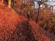 76 Tappeto di foglie baciate dal sole al tramonto